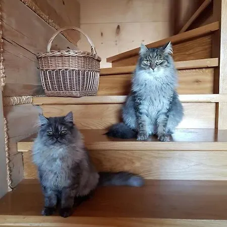 شاليه W Gorach Smolenisko